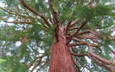 Die königlichen Wurzeln von Stuttgarts Redwoods